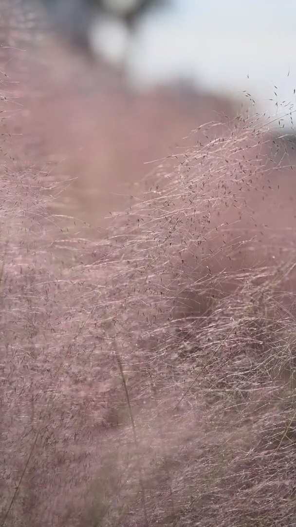 ISS-Video-Breezy-Grass