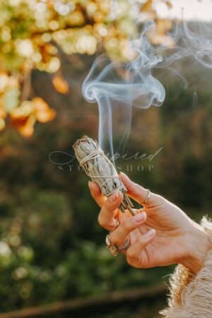 ISS Autumn Offerings 3